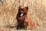 SPITZ ALLEMAND 504